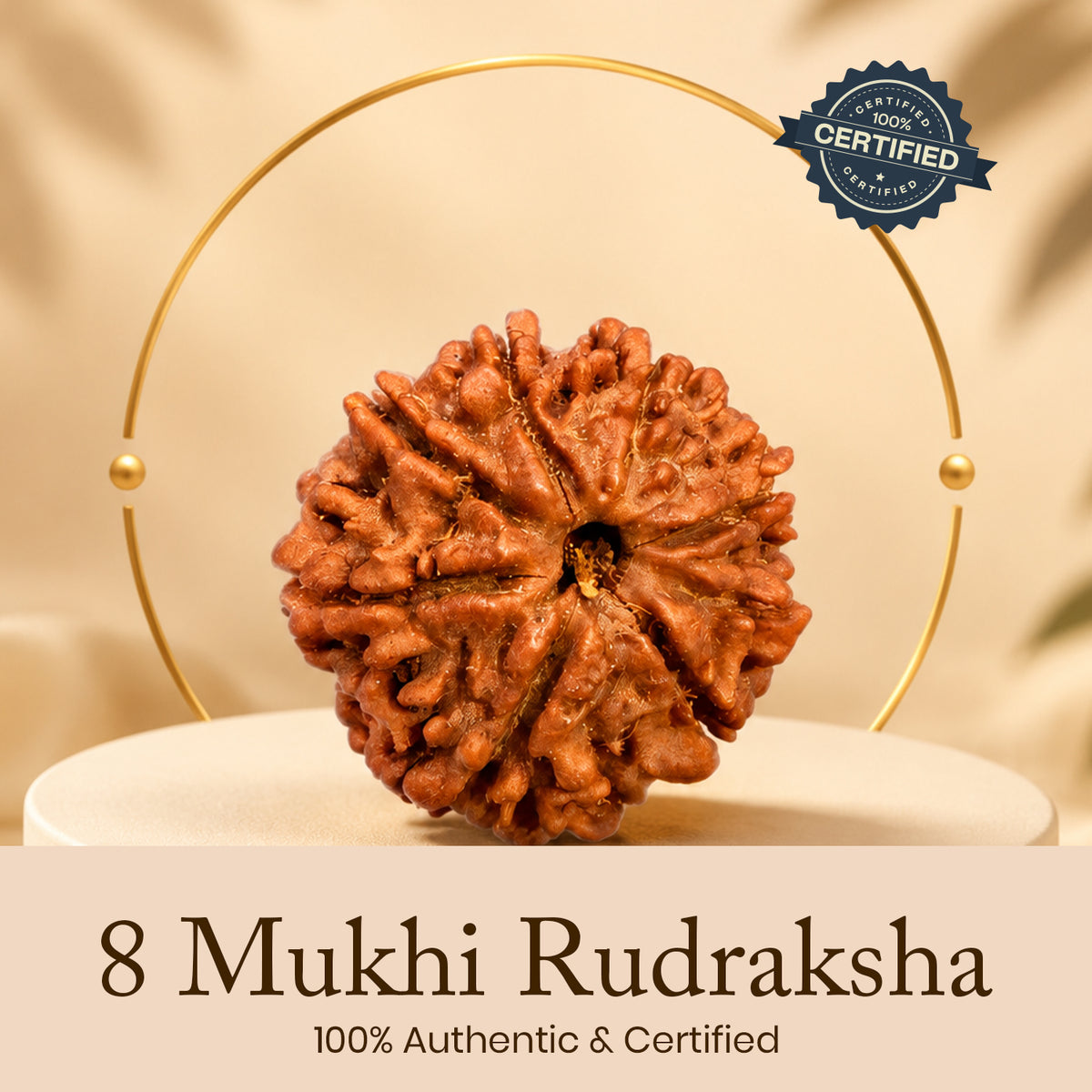 Certified 8 Mukhi Rudraksha (Nepal) - 17mm to 22mm