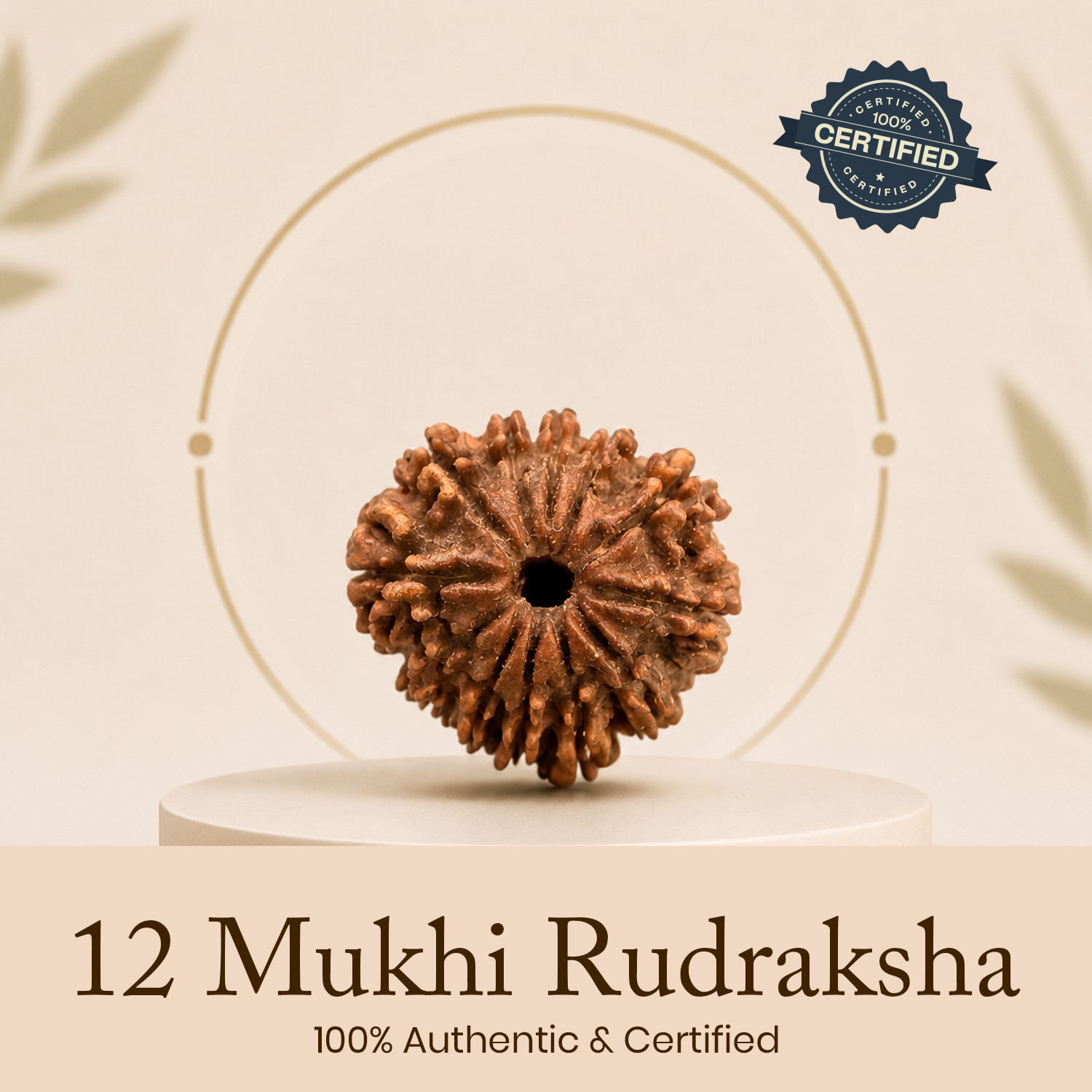 Certified 12 Mukhi Rudraksha