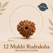 Certified 12 Mukhi Rudraksha