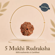 Certified 5 Mukhi Rudraksha