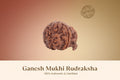 Original Nepal Ganesh Mukhi Rudraksha - 17mm to 22mm