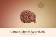 Original Nepal Ganesh Mukhi Rudraksha (17mm–22mm)