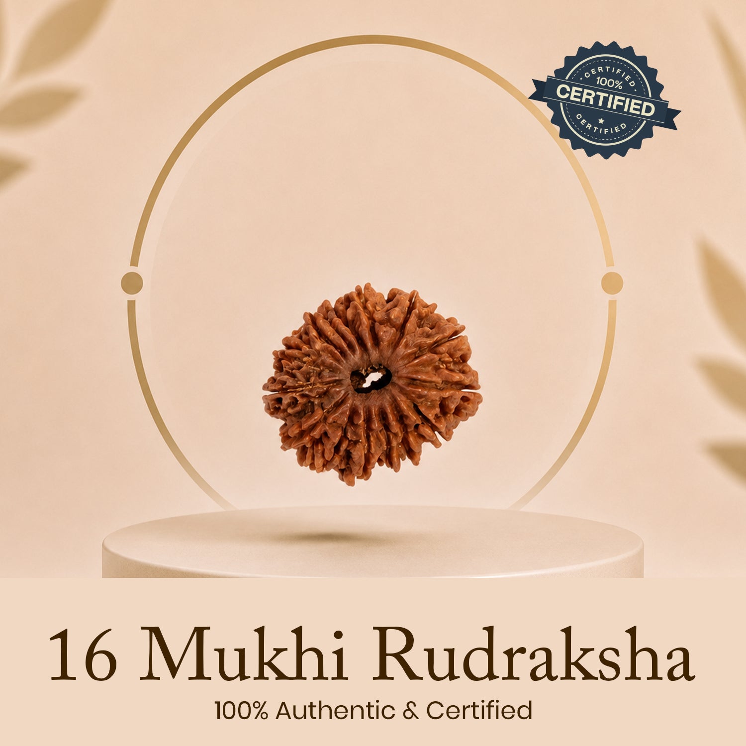 Certified 16 Mukhi Rudraksha