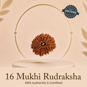 Certified 16 Mukhi Rudraksha