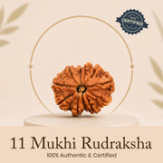 Certified 11 Mukhi Rudraksha
