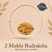 Certified 2 Mukhi Rudraksha