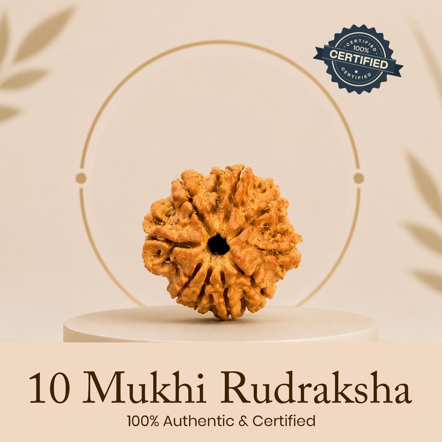 Certified 10 Mukhi Rudraksha