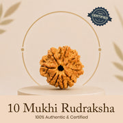 Certified 10 Mukhi Rudraksha
