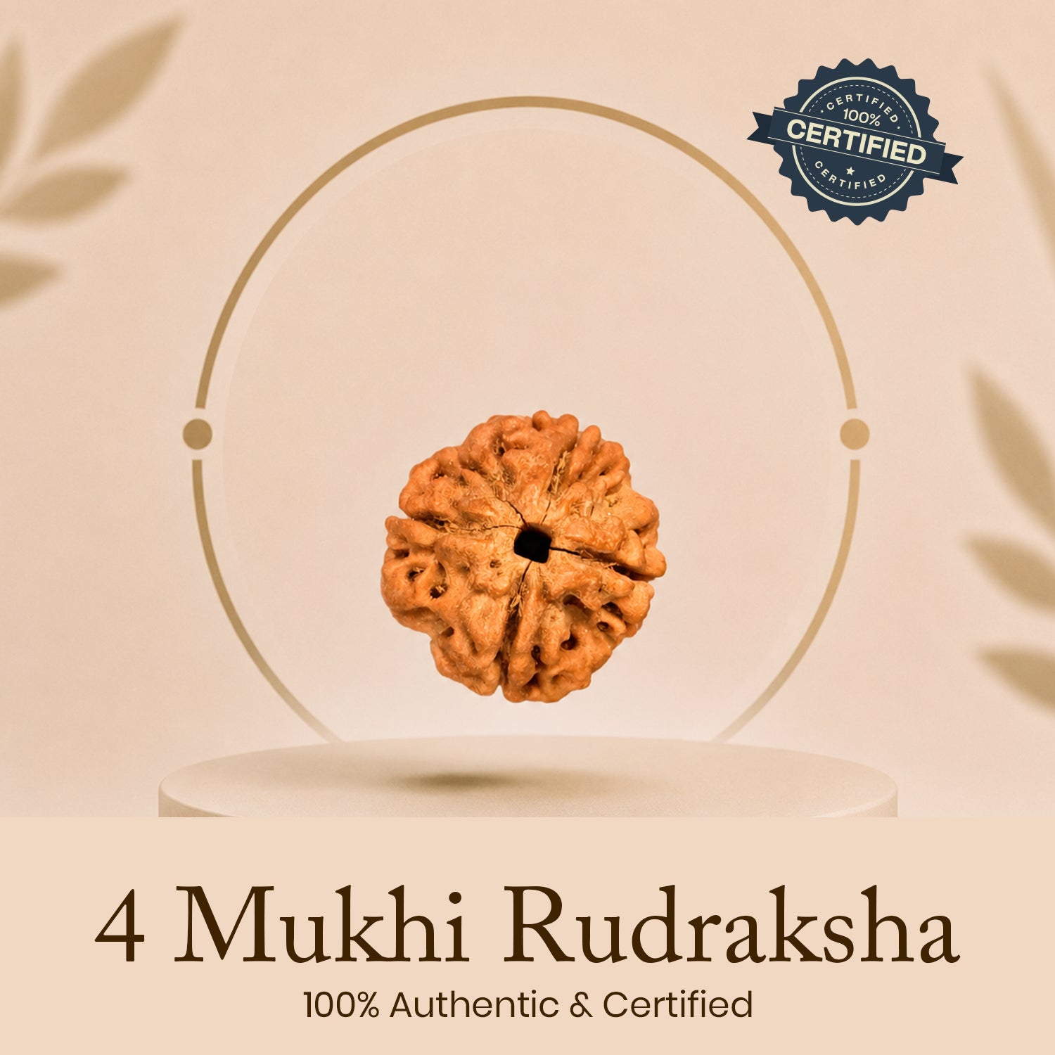 Certified 4 Mukhi Rudraksha