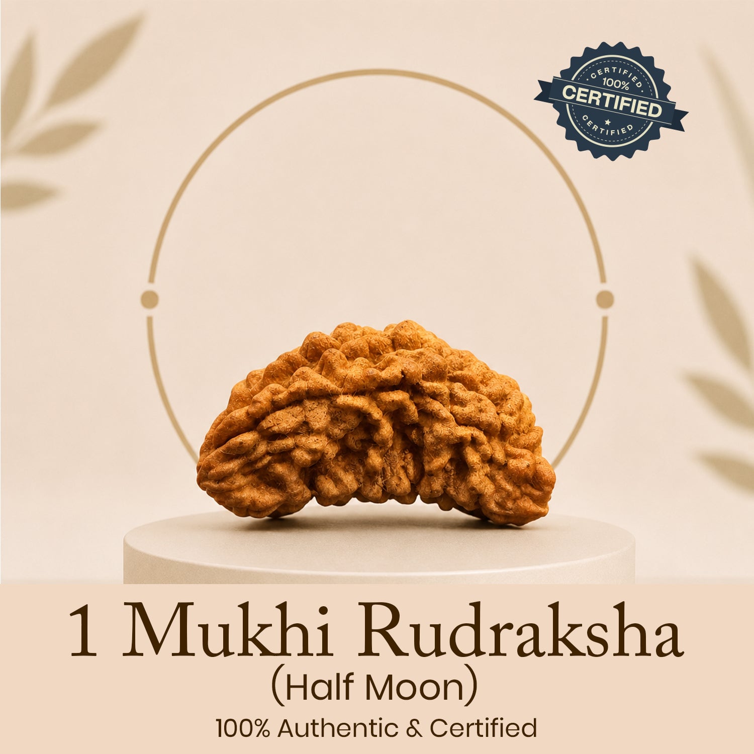 Certified 1 Mukhi Rudraksha (South Indian)