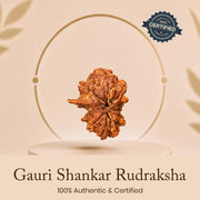 Certified Gauri Shankar Rudraksha