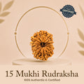 Certified 15 Mukhi Rudraksha (Nepal) - 17mm to 22mm