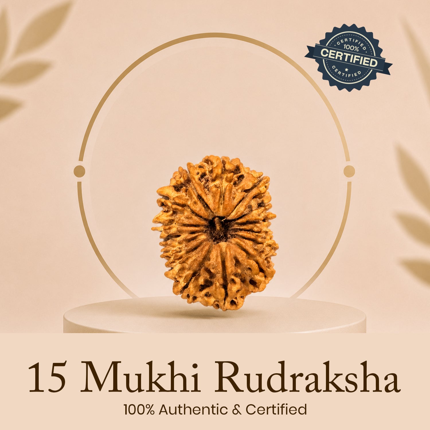 Certified 15 Mukhi Rudraksha