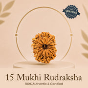 Certified 15 Mukhi Rudraksha
