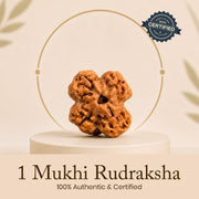 Certified 1 Mukhi Rudraksha