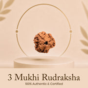 Certified 8 Mukhi Rudraksha