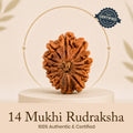 Certified 14 Mukhi Rudraksha (Nepal) - 17mm to 22mm