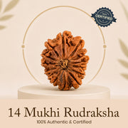 Certified 14 Mukhi Rudraksha