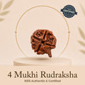 Certified Ganesh Mukhi Rudraksha (Nepal) - 17mm to 22mm