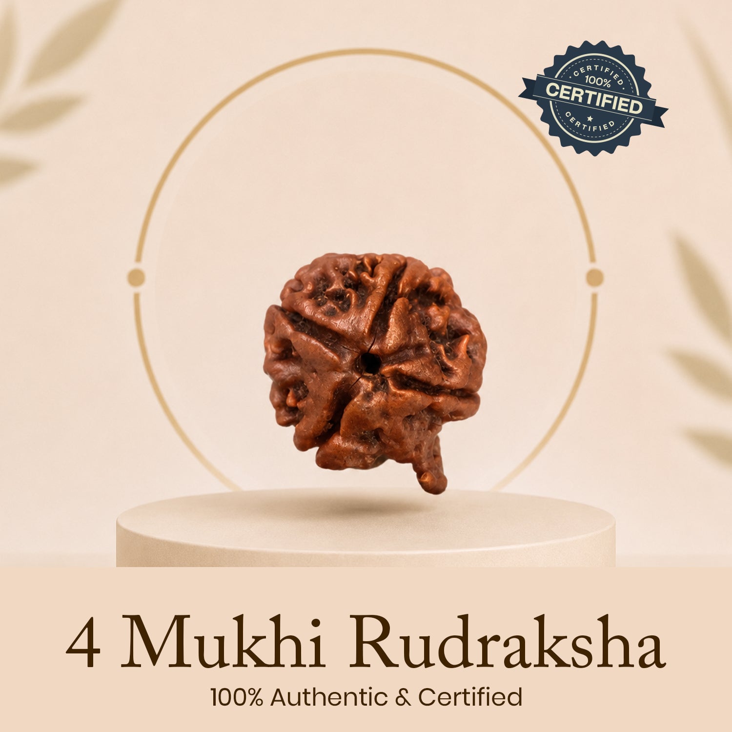 Certified Ganesh Mukhi Rudraksha