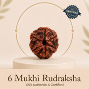Certified 6 Mukhi Rudraksha
