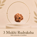 Certified 3 Mukhi Rudraksha (Nepal) - 17mm to 22mm