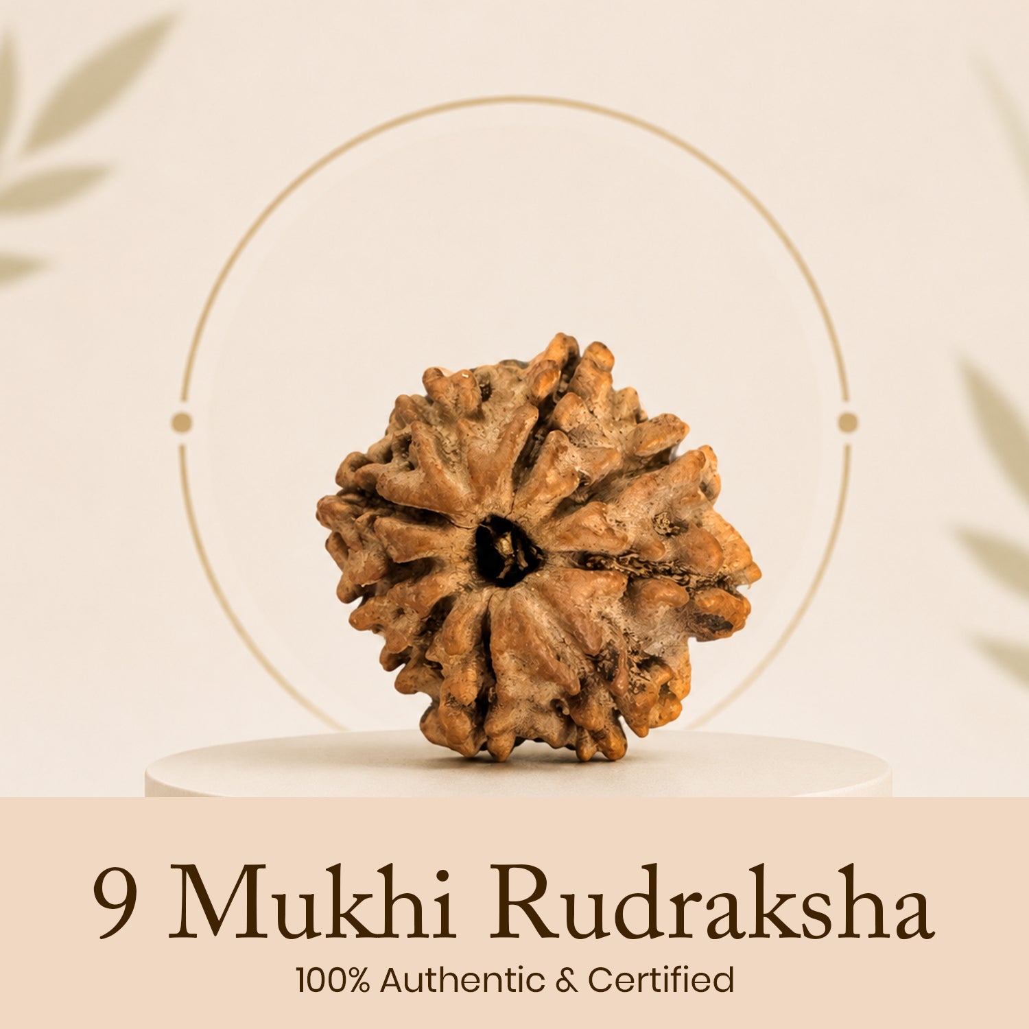 Certified 9 Mukhi Rudraksha