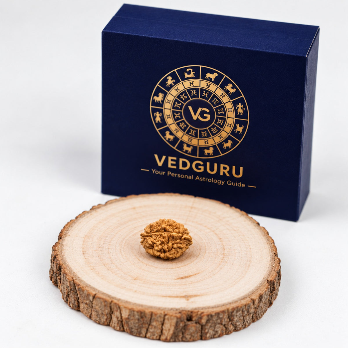 Certified 2 Mukhi Rudraksha Rameshwaram