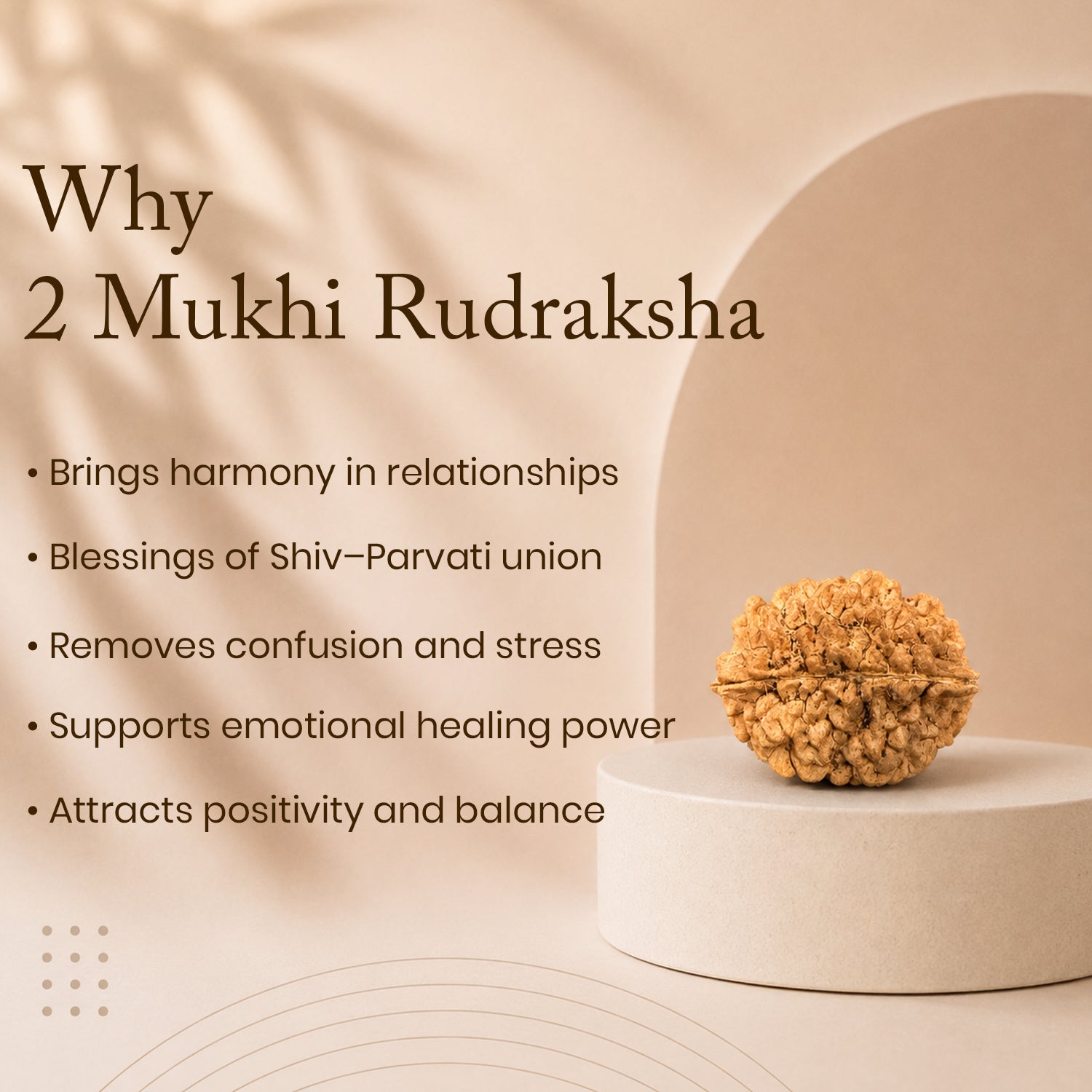 Certified 2 Mukhi Rudraksha