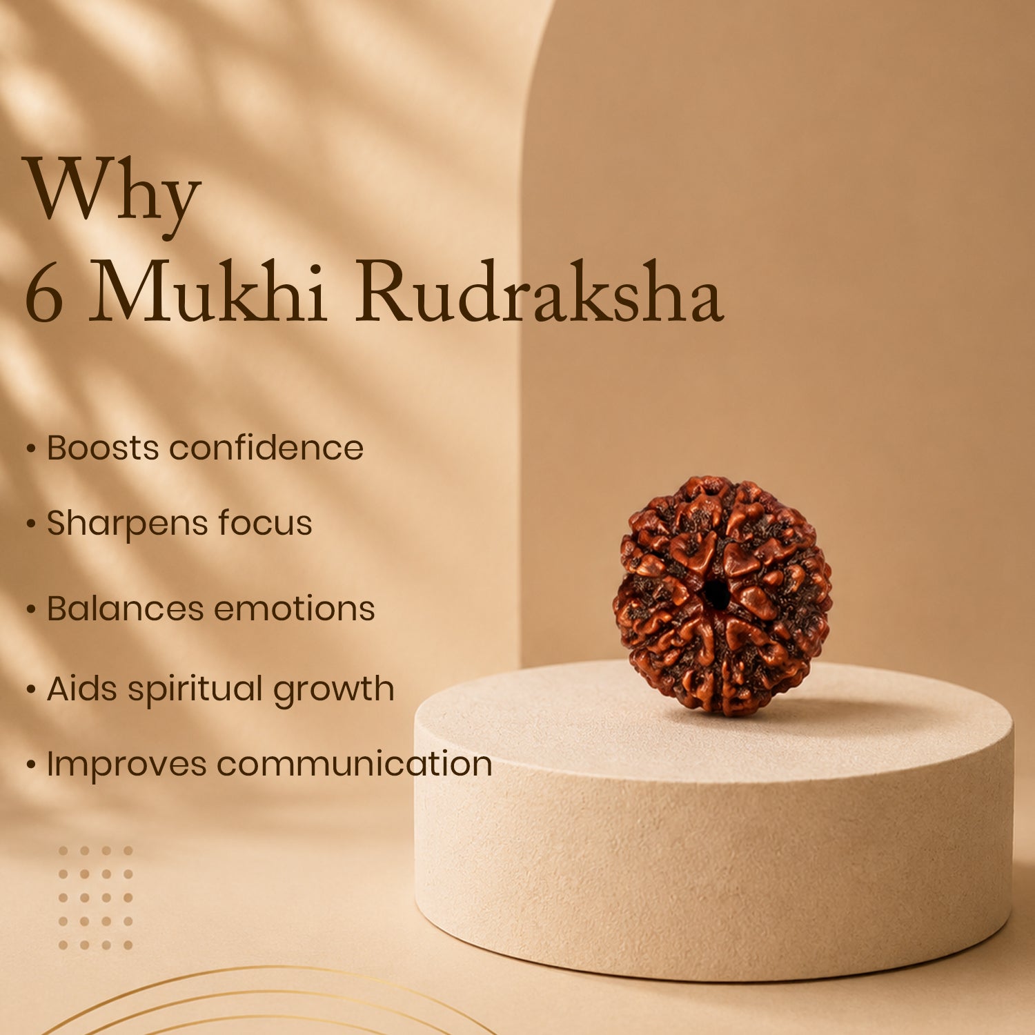 Certified 6 Mukhi Rudraksha