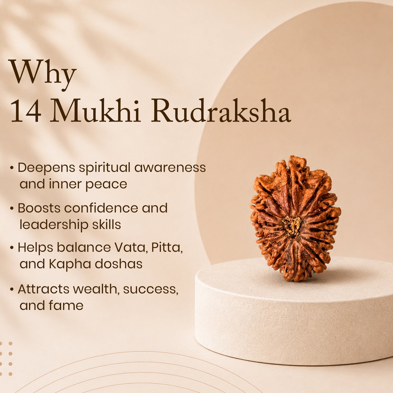 Certified 14 Mukhi Rudraksha
