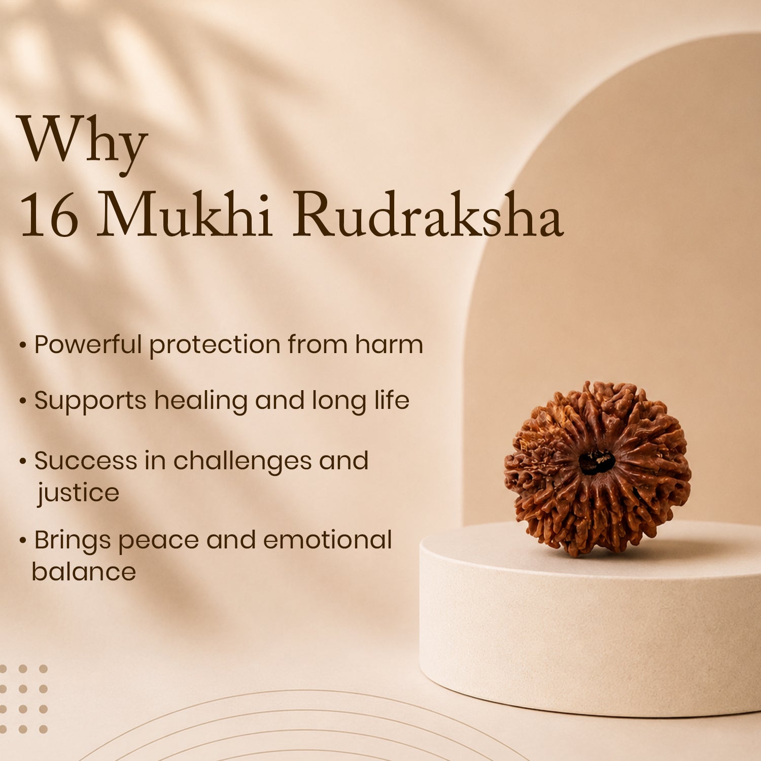 Certified 16 Mukhi Rudraksha