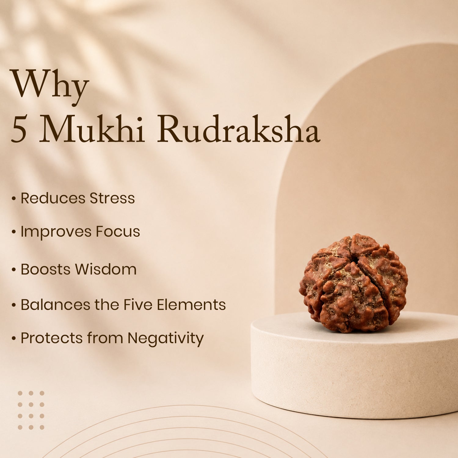Certified 5 Mukhi Rudraksha