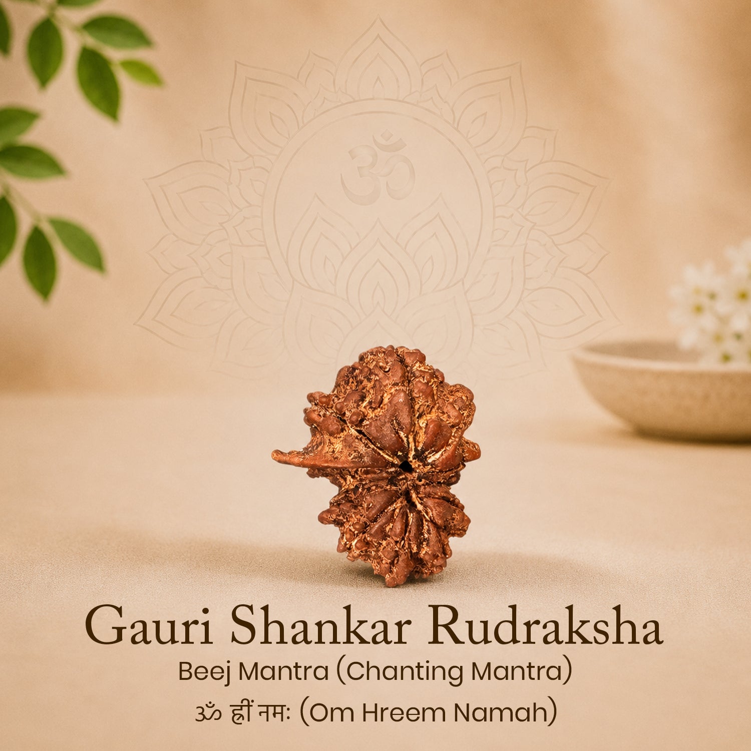Certified Gauri Shankar Rudraksha
