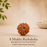 Certified 8 Mukhi Rudraksha (Nepal) - 17mm to 22mm