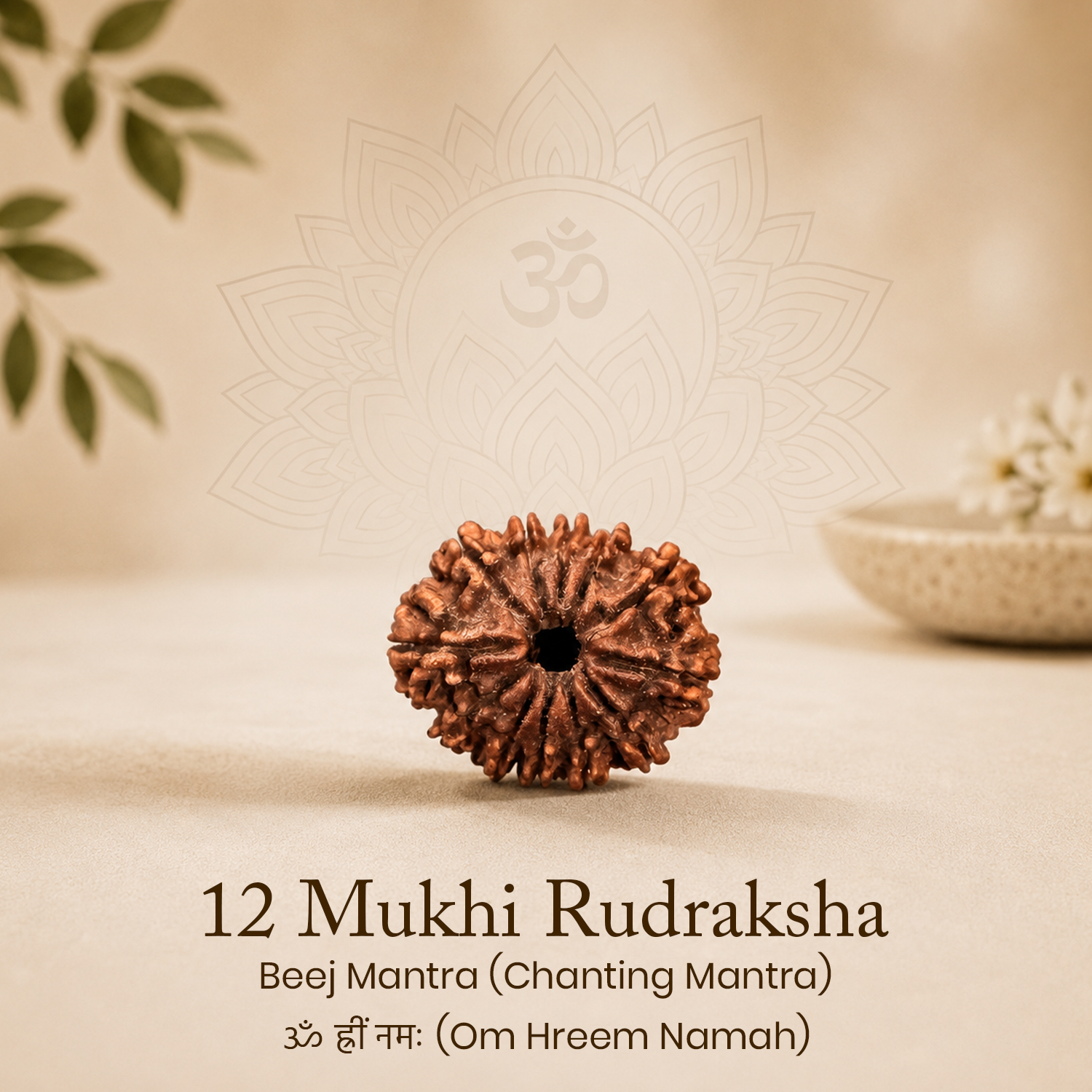 Certified 12 Mukhi Rudraksha