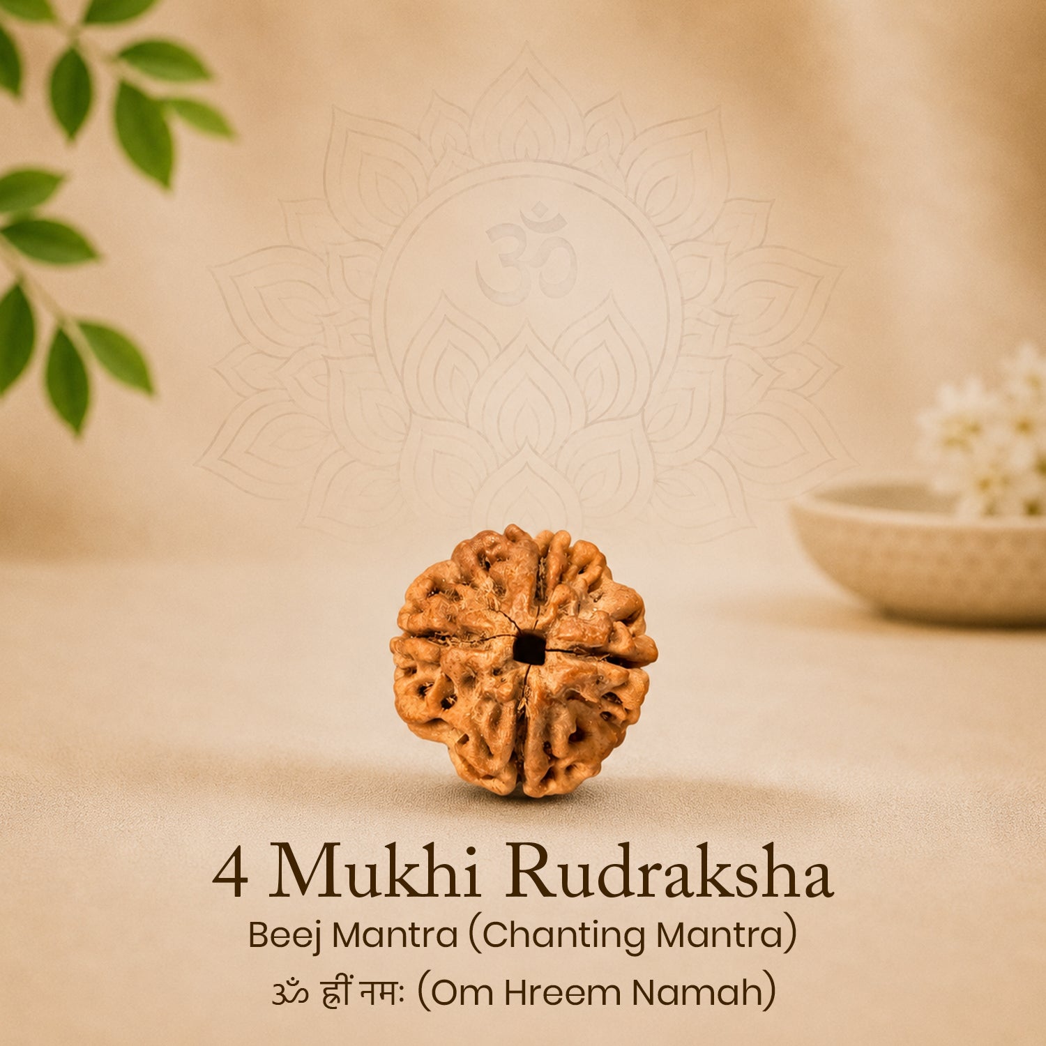 Certified 4 Mukhi Rudraksha