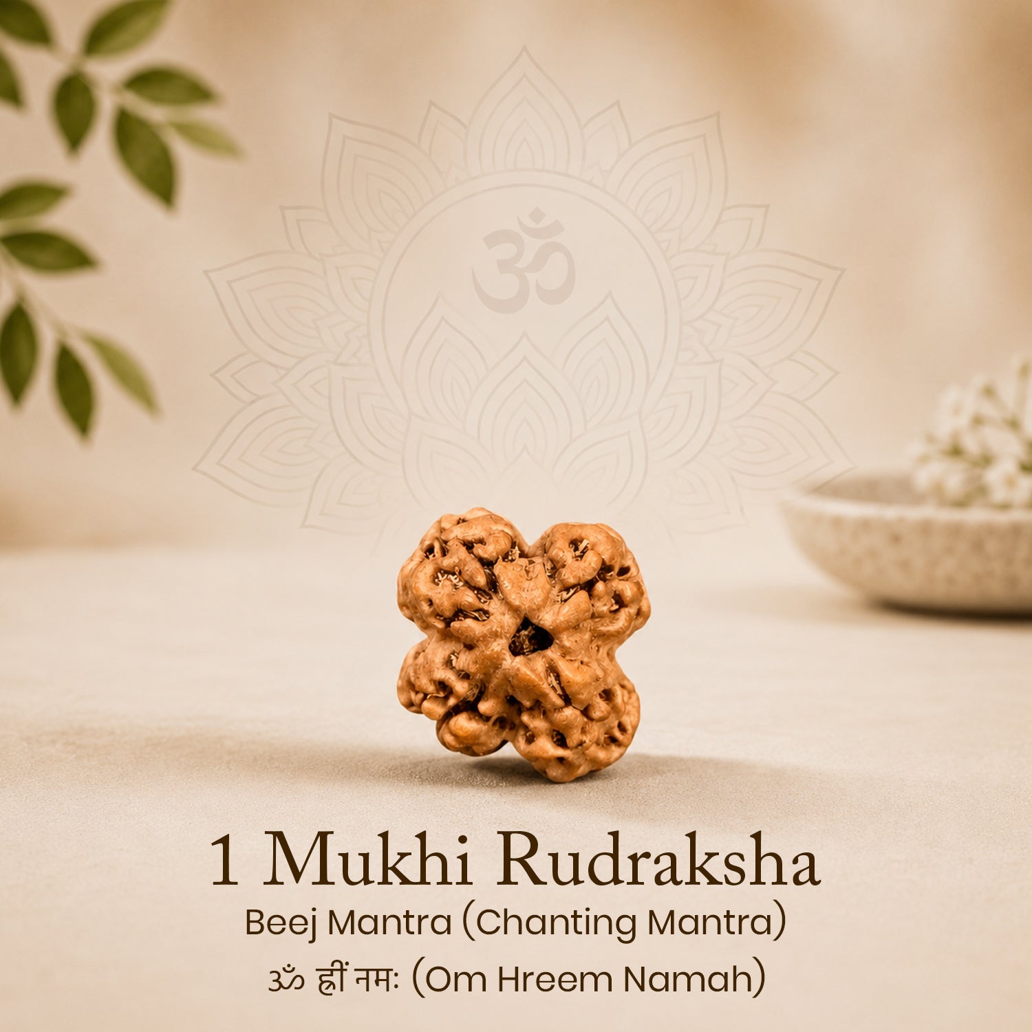 Certified 1 Mukhi Rudraksha