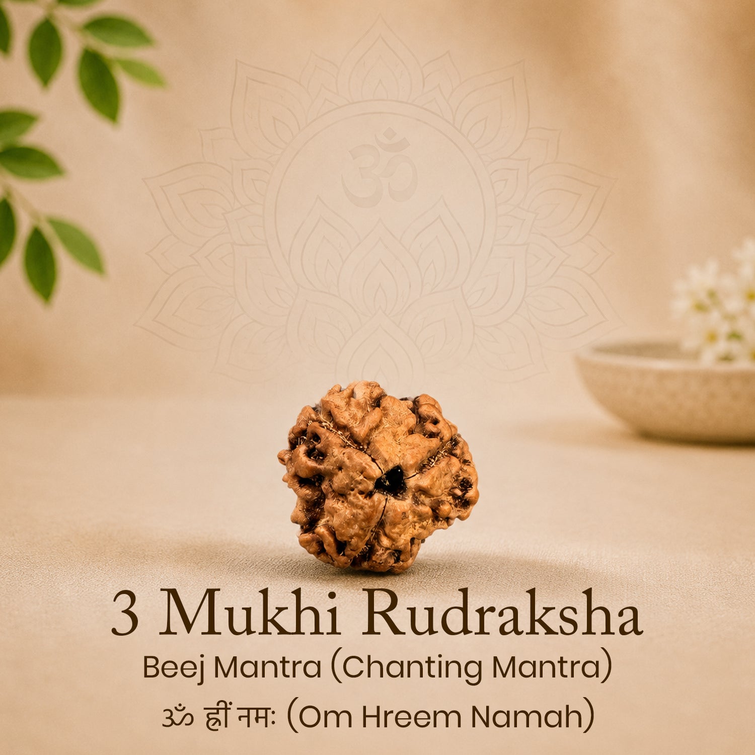 Certified 3 Mukhi Rudraksha