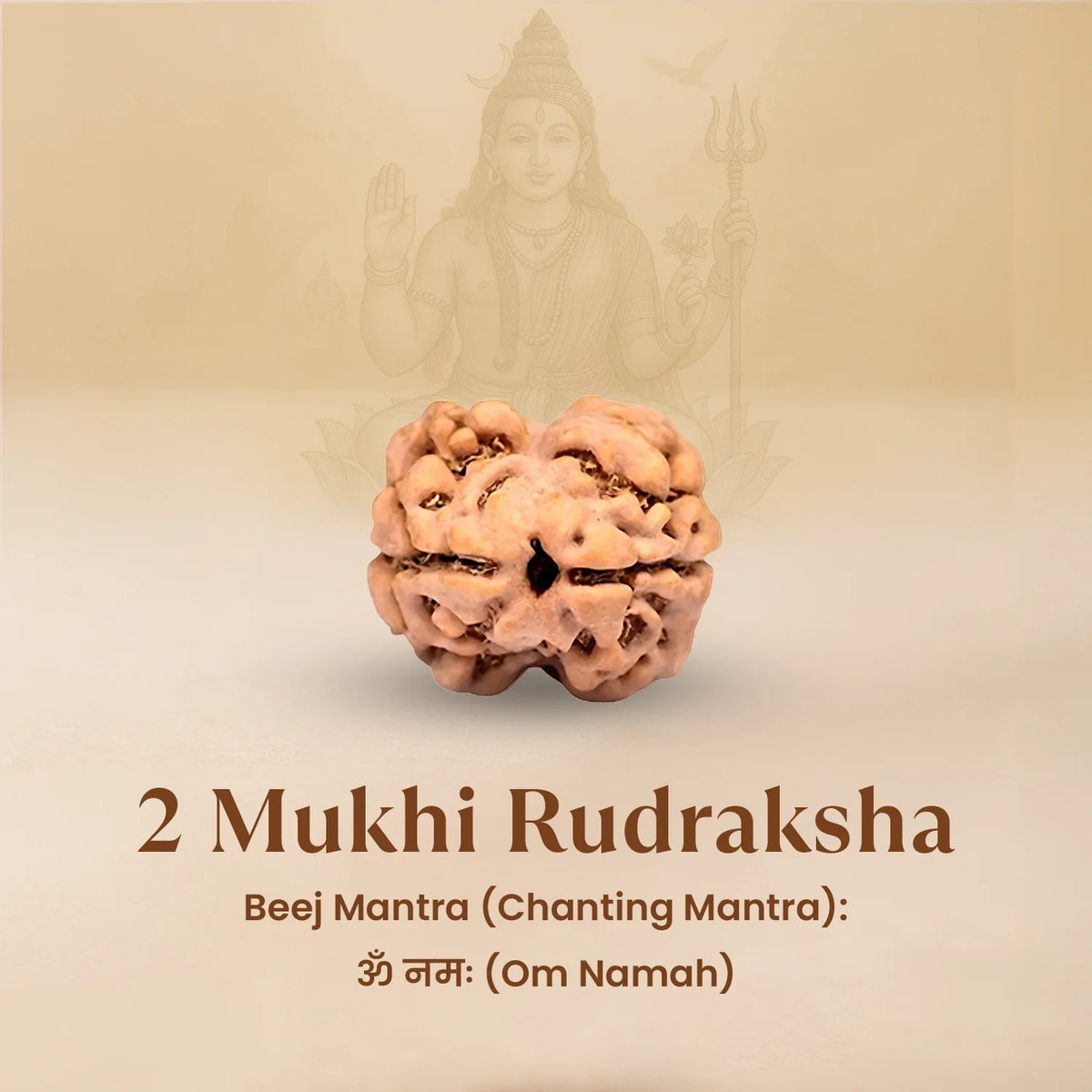 Nepal Origin 2 Mukhi Rudraksha - 17mm to 22mm
