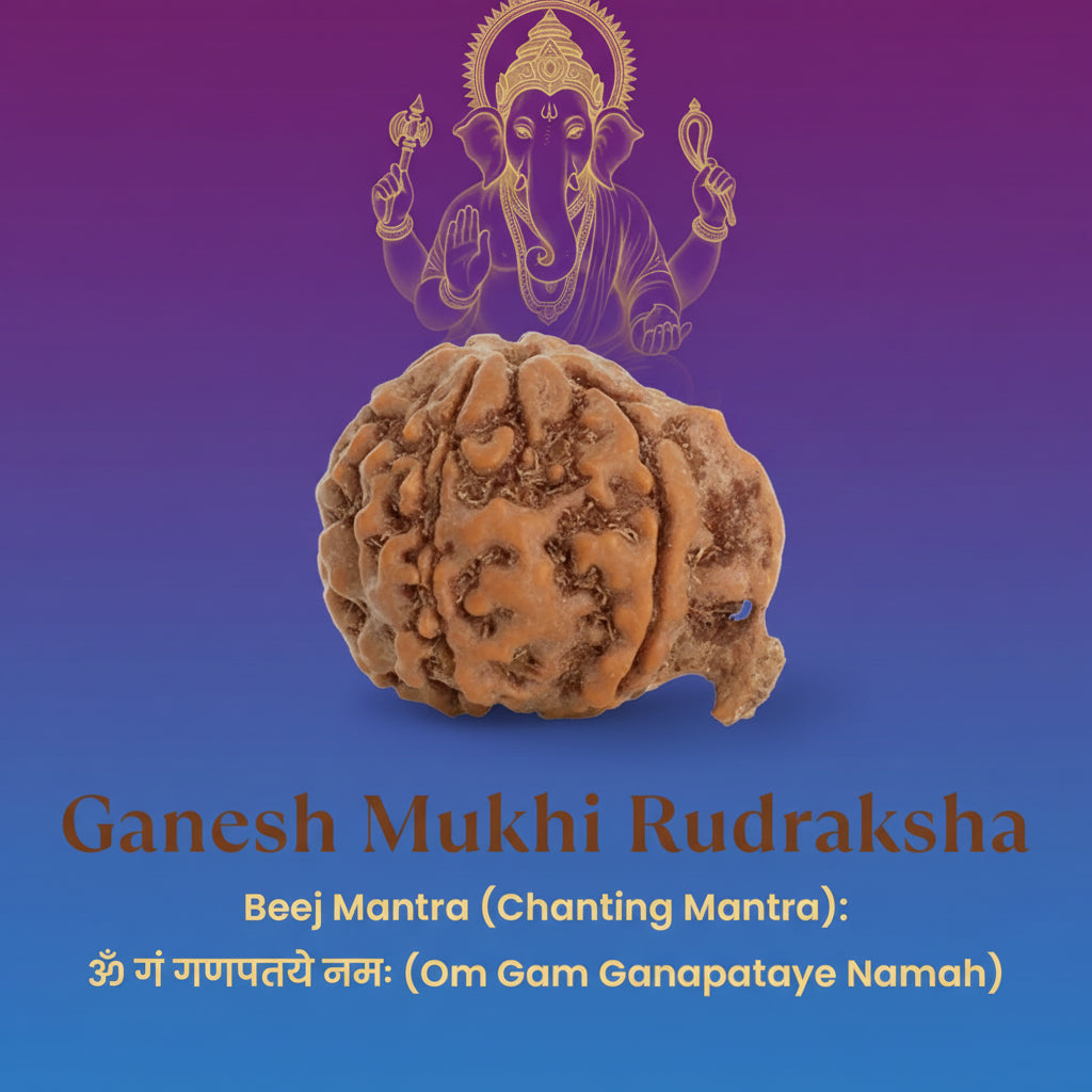 Original Nepal Ganesh Mukhi Rudraksha (17mm–22mm)