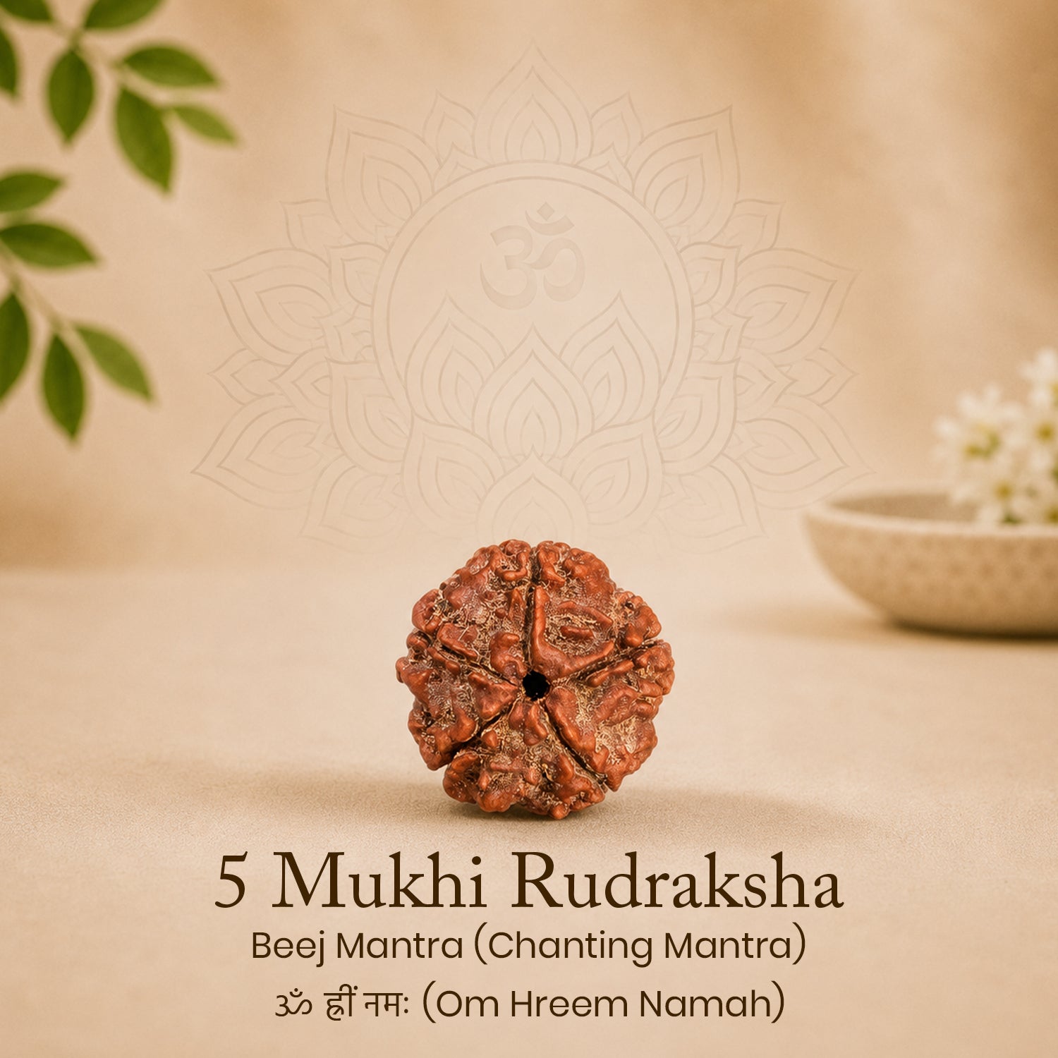 Certified 5 Mukhi Rudraksha