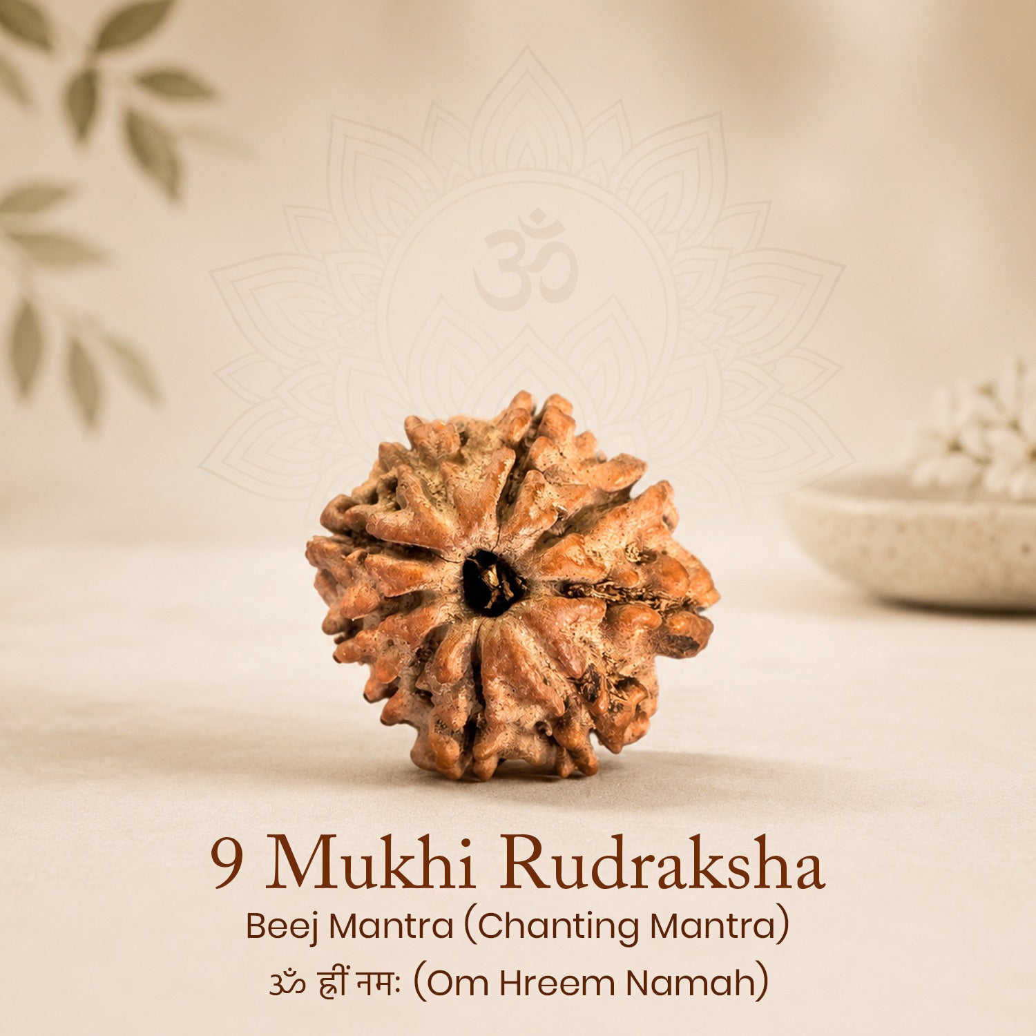 Certified 9 Mukhi Rudraksha