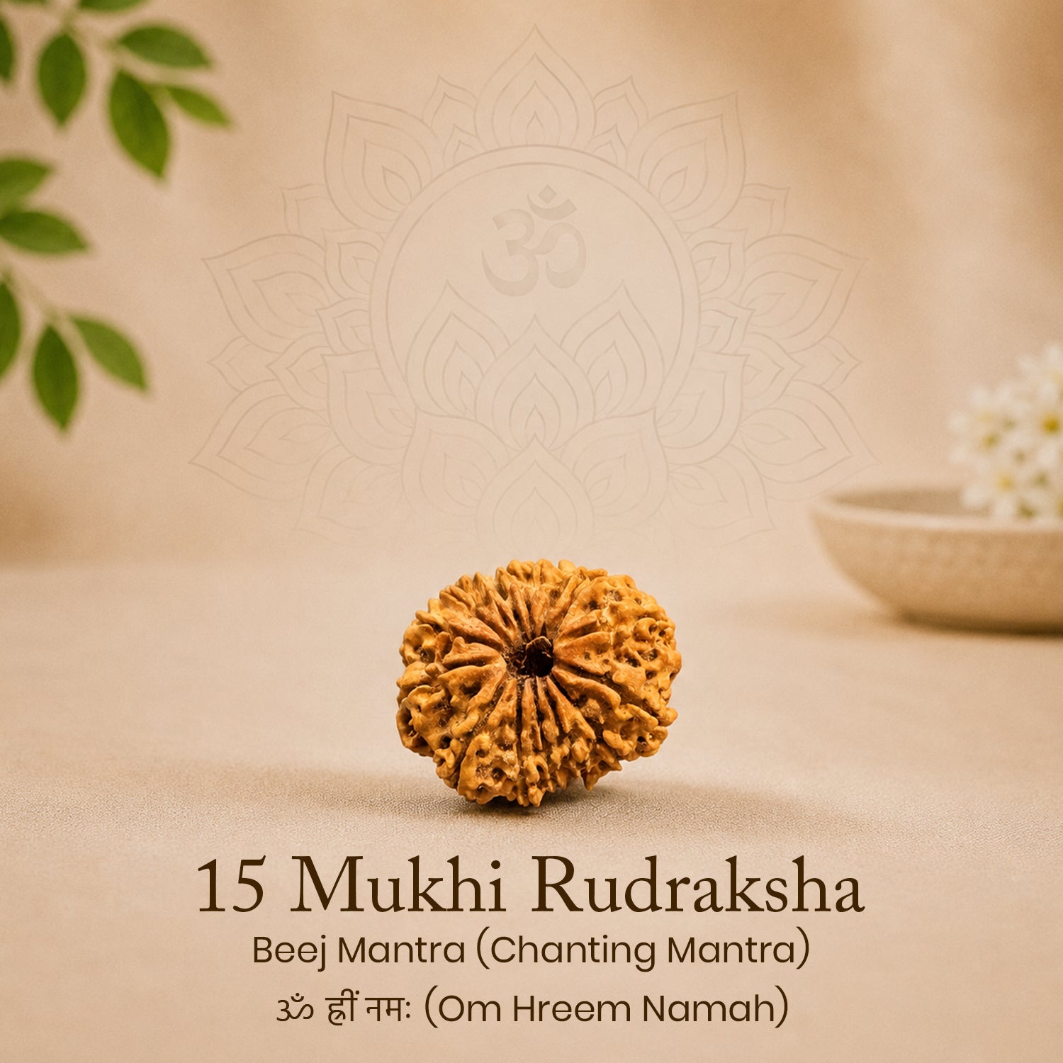 Certified 15 Mukhi Rudraksha