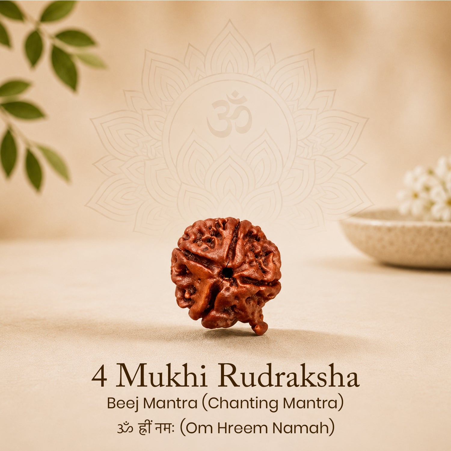 Certified Ganesh Mukhi Rudraksha
