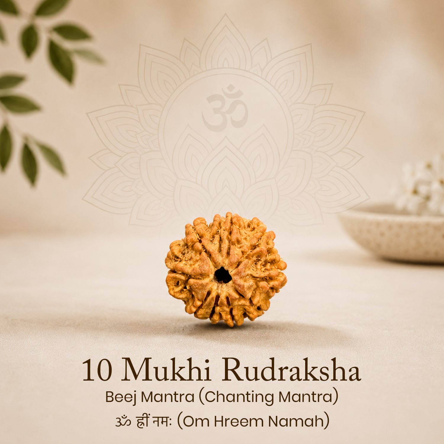 Certified 10 Mukhi Rudraksha