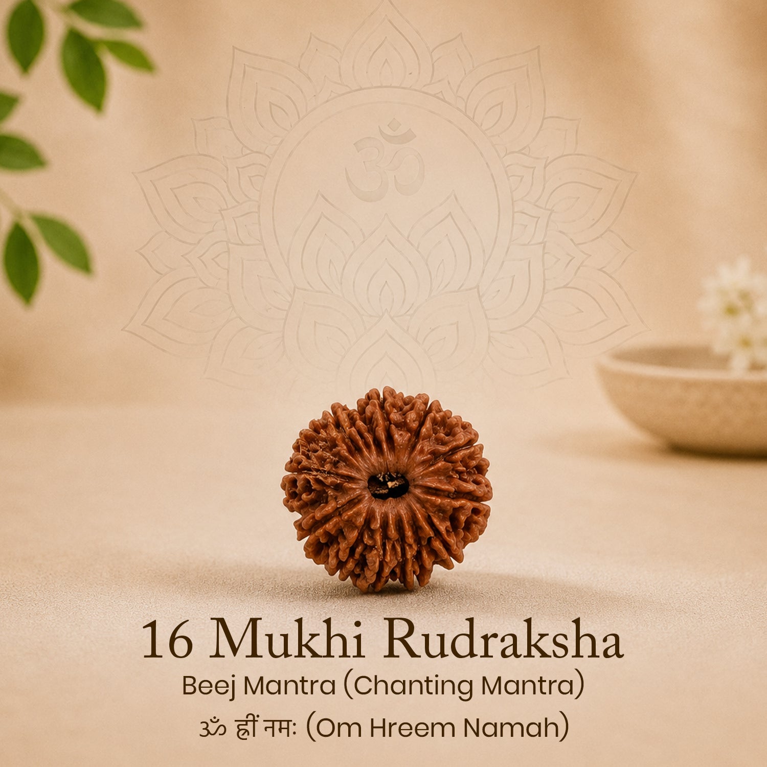 Certified 16 Mukhi Rudraksha