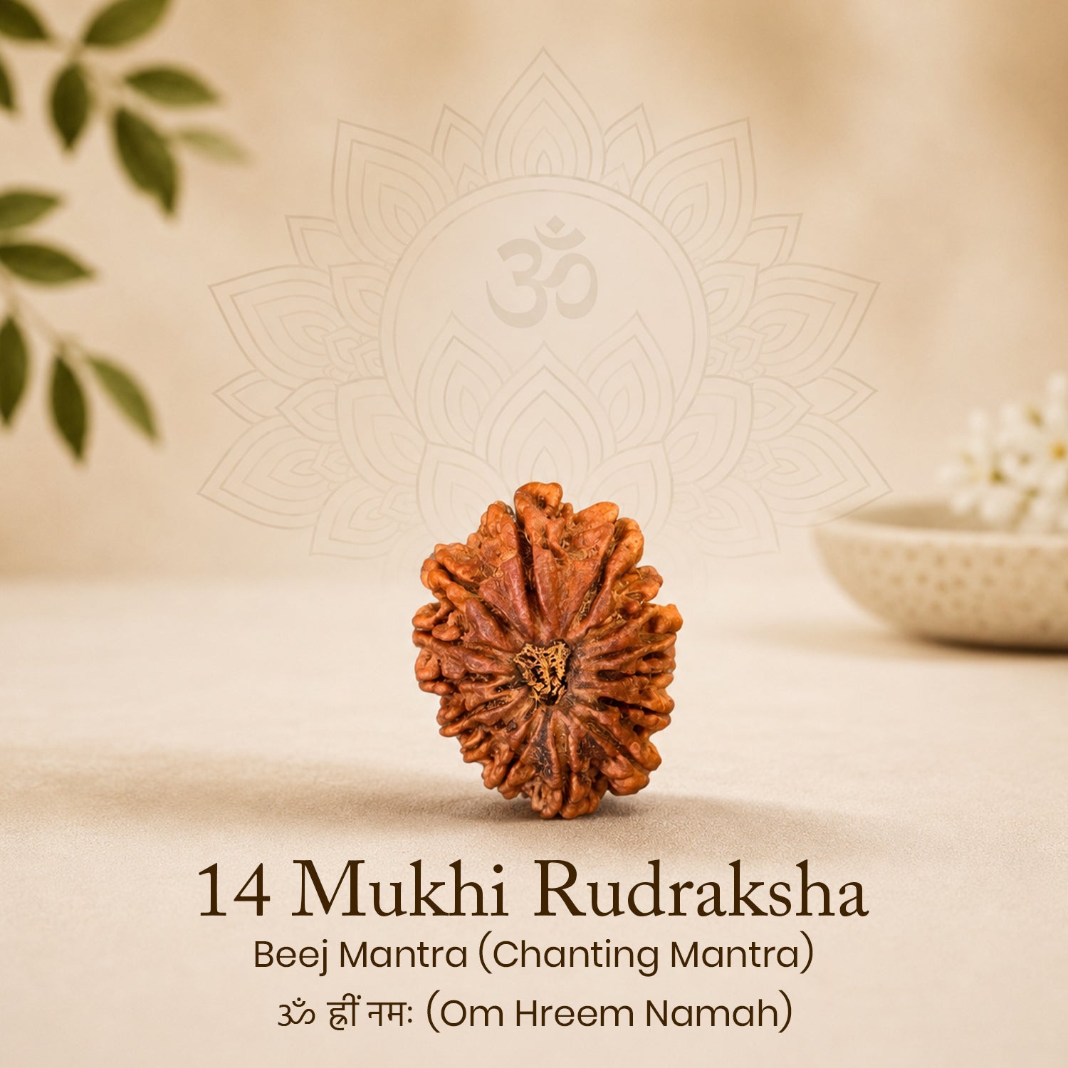 Certified 14 Mukhi Rudraksha