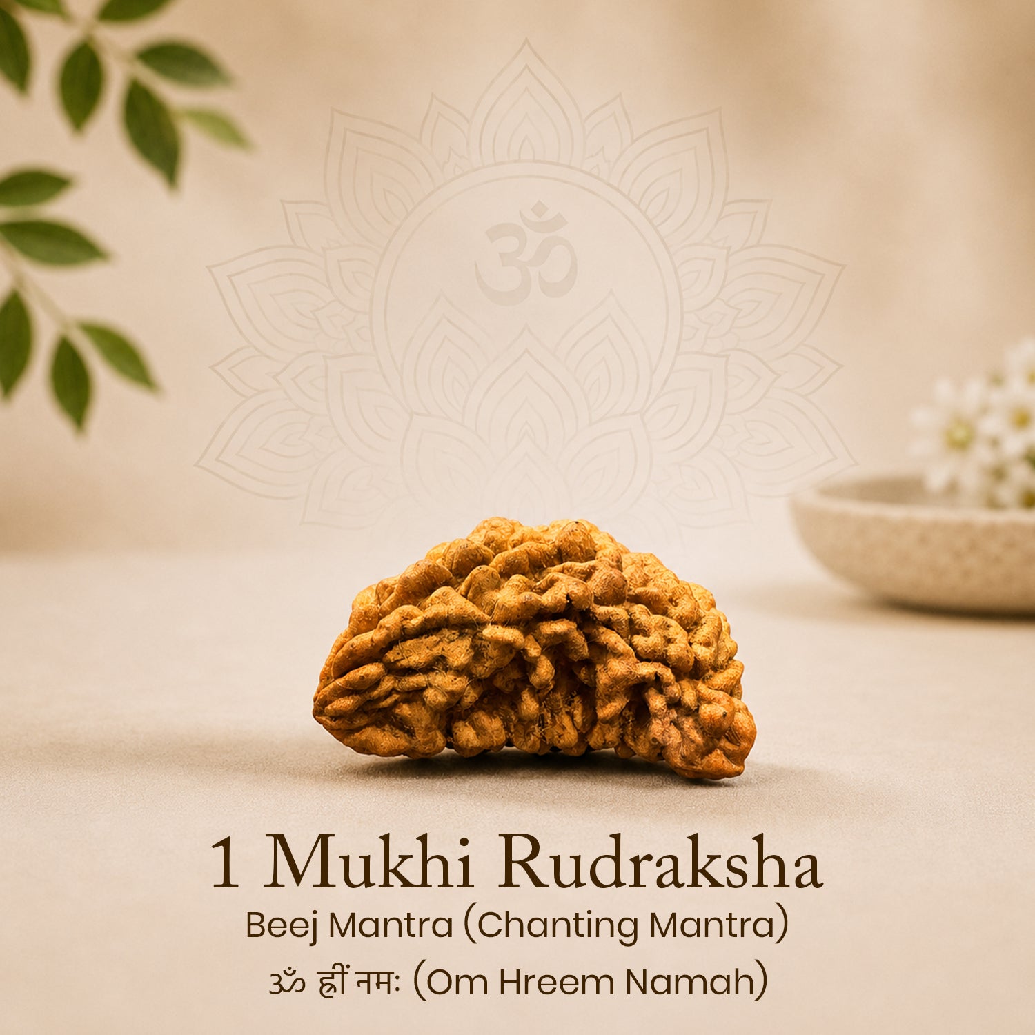 Certified 1 Mukhi Rudraksha (South Indian)