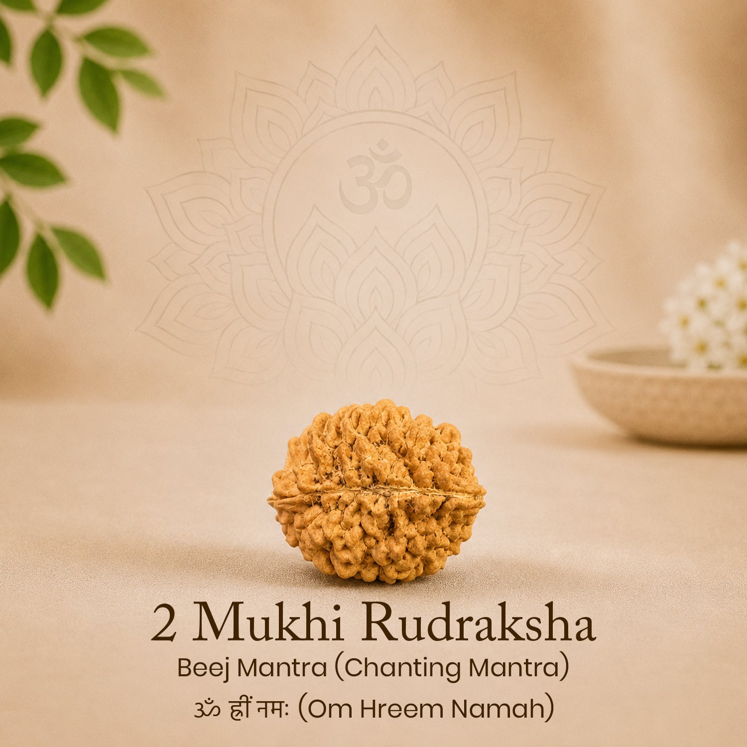 Certified 2 Mukhi Rudraksha
